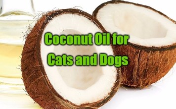Coconut Oil for Cats and Dogs