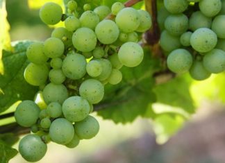 Can Diabetics Eat Grapes?