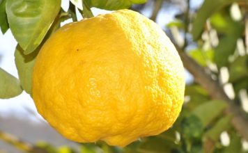 Can You Eat Lemon Skin and Seeds?