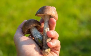 Do Mushrooms Go Bad?