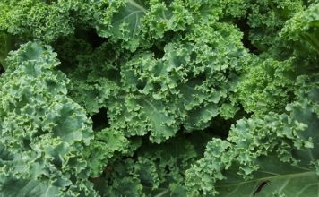 How Long Does Kale Last?