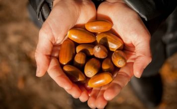 Can You Eat Acorns?