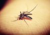 How To Get Rid Of Mosquitoes Naturally?