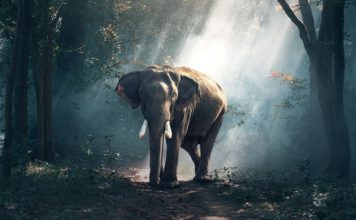 Dreams About Elephants – Interpretation and Meaning