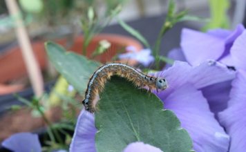 Dreams About Maggots – Interpretation and Meaning