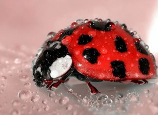 Beetle – Spirit Animal, Totem, Symbolism and Meaning