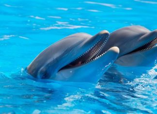 Dolphin – Spirit Animal, Totem, Symbolism and Meaning