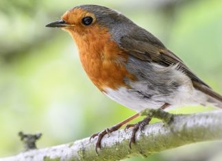 Dreams About Birds – Interpetation and Meaning
