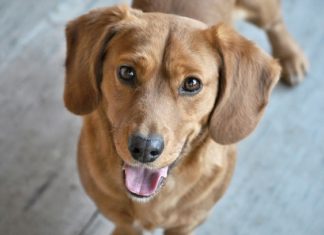 Dreams About Brown Dog – Interpretation and Meaning