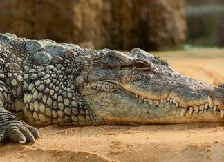 Dreams About Crocodiles, Alligators – Interpretation and Meaning