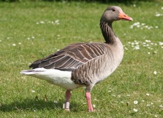 Goose – Spirit Animal, Totem, Symbolism and Meaning