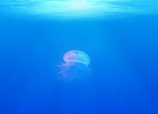 Jellyfish -Spirit Animal, Totem, Symbolism and Meaning