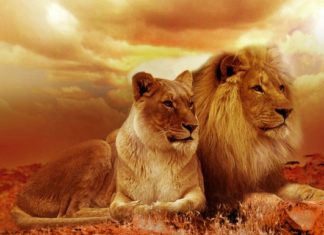 Lion – Spirit Animal, Totem, Symbolism and Meaning