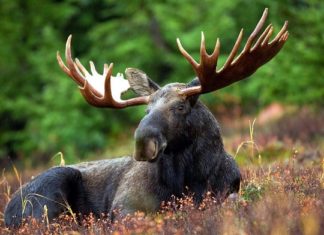 Moose – Spirit Animal, Totem, Symbolism and Meaning