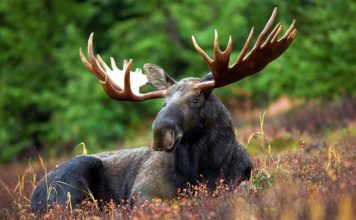 Moose – Spirit Animal, Totem, Symbolism and Meaning