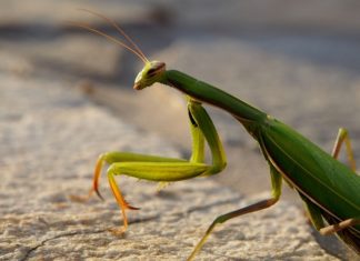 Praying Mantis – Spirit Animal, Totem, Symbolism and Meaning