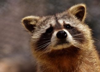 Raccoon – Spirit Animal, Totem, Symbolism and Meaning