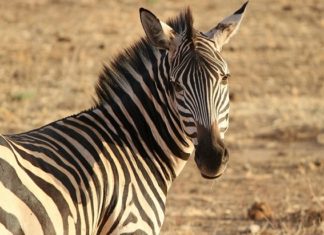 Zebra – Spirit Animal, Totem, Symbolism and Meaning