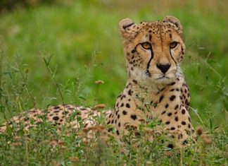 Cheetah – Spirit Animal, Totem, Symbolism and Meaning