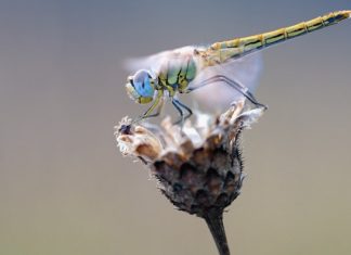 Dragonfly – Spirit Animal, Totem, Symbolism and Meaning