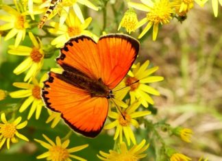 Dreams About Butterflies – Interpretation and Meaning