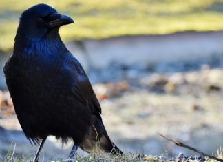 Dreams About Crows – Interpretation and Meaning