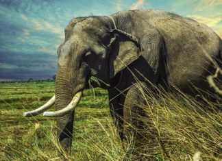 Elephant – Spirit Animal, Totem, Symbolism and Meaning