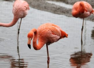 Flamingo – Spirit Animal, Totem, Symbolism and Meaning