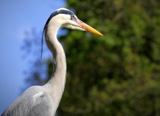 Heron, Blue Bird – Spirit Animal, Totem, Symbolism and Meaning