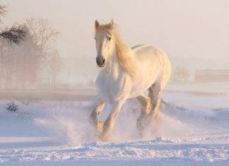 Horse – Spirit Animal, Totem, Symbolism and Meaning
