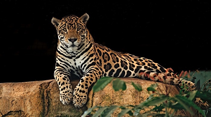 Jaguar – Spirit Animal, Totem, Symbolism and Meaning