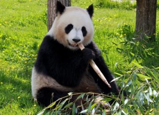 Panda – Spirit Animal, Totem, Symbolism and Meaning