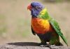 Parrot – Spirit Animal, Totem, Symbolism and Meaning