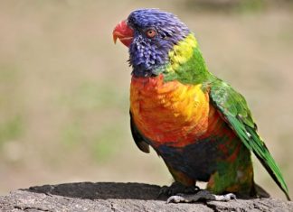 Parrot – Spirit Animal, Totem, Symbolism and Meaning