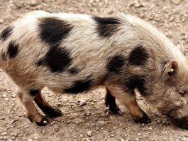 Pig – Spirit Animal, Totem, Symbolism and Meaning