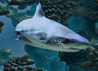 Shark – Spirit Animal, Totem, Symbolism and Meaning