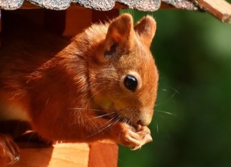 Squirrel – Spirit Animal, Totem, Symbolism and Meaning