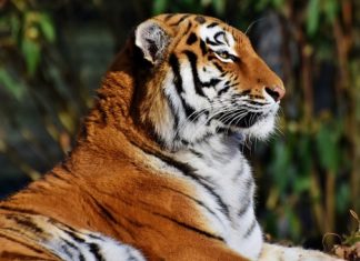Tiger – Spirit Animal, Totem, Symbolism and Meaning