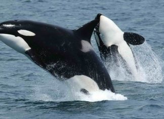 Dreams About Killer Whales – Interpretation and Meaning