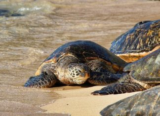 Dreams About Turtles – Interpretation and Meaning