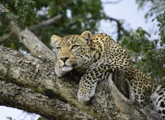 Leopard – Spirit Animal, Totem, Symbolism and Meaning