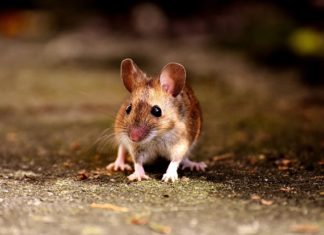 Mice, Mouse – Spirit Animal, Totem, Symbolism and Meaning