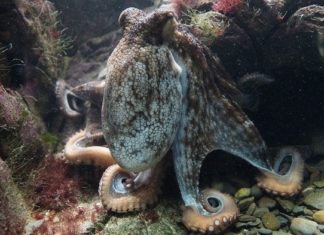 Octopus – Spirit Animal, Totem, Symbolism and Meaning
