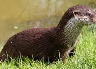 Otter – Spirit Animal, Totem, Symbolism and Meaning