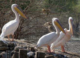 Pelican – Spirit Animal, Totem, Symbolism and Meaning