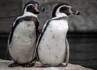 Penguin – Spirit Animal, Totem, Symbolism and Meaning