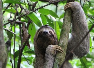 Sloth – Spirit Animal, Totem, Symbolism and Meaning