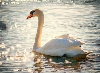 Swan – Spirit Animal, Totem, Symbolism and Meaning