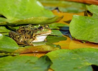 Frog – Spirit Animal, Totem, Symbolism and Meaning