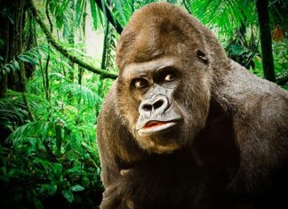 Gorilla – Spirit Animal, Totem, Symbolism and Meaning